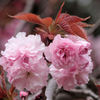 八重の桜（普賢象）