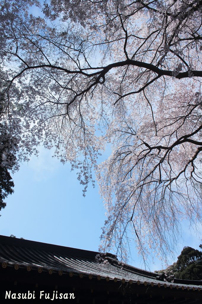春の久能山東照宮