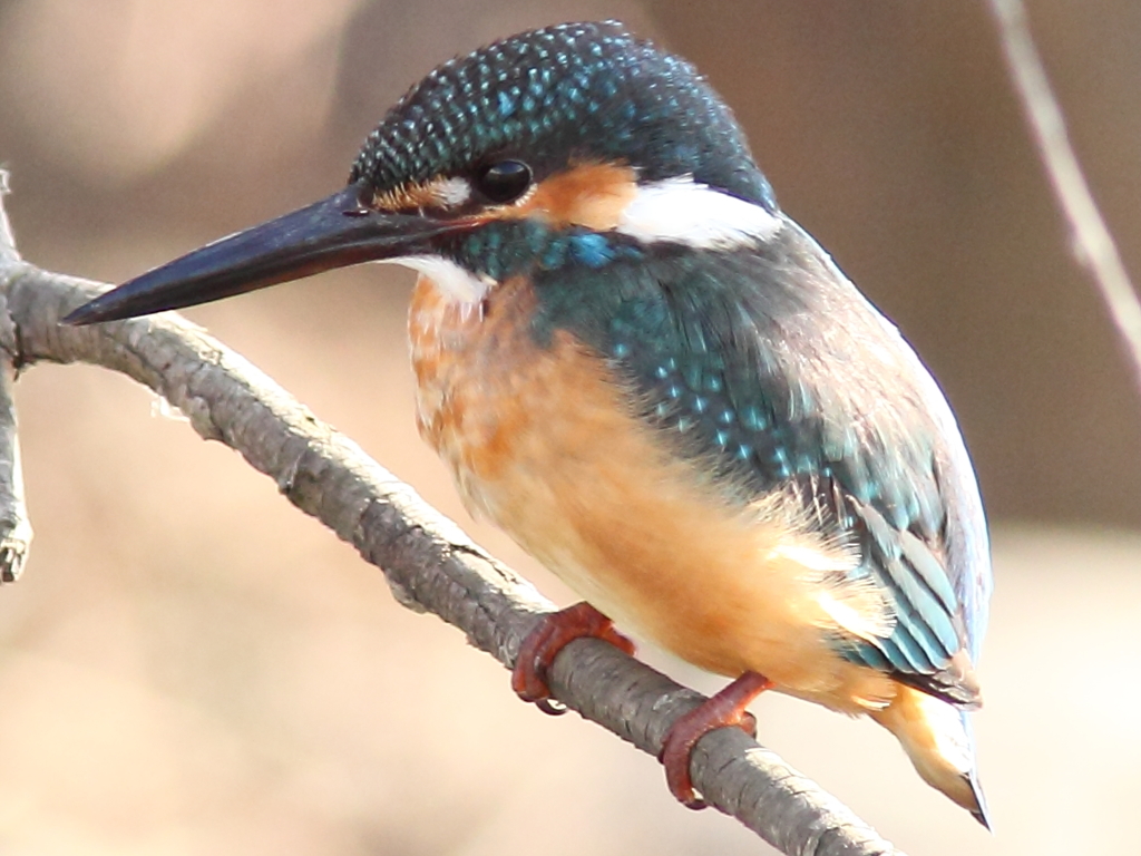 萌・カワセミその1