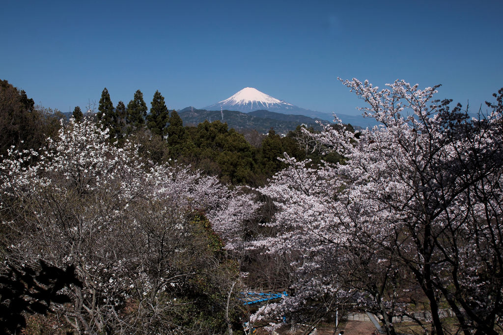 霊峰に桜東風6