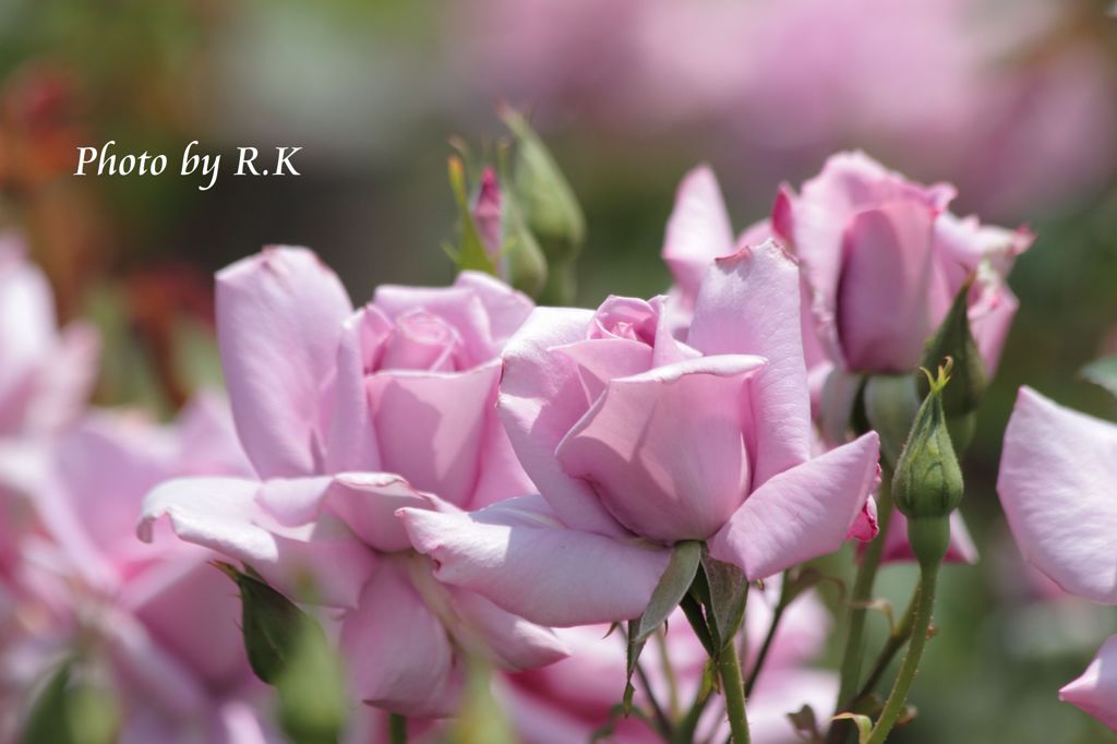 紫の薔薇（の人）