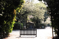 ようこそ！花の神社へ