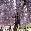藤棚の下のお茶会