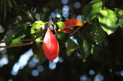 紅に染まる