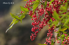 真紅の葡萄（南天です）