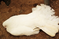 生鳩サブレ