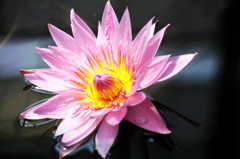 A Water Lily -pink-