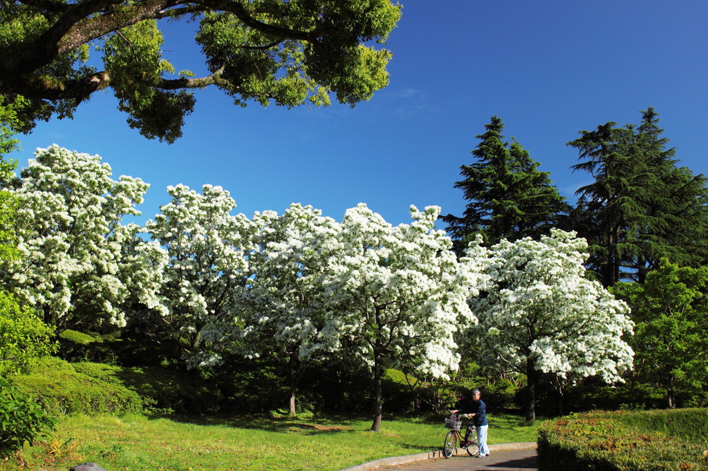 Snow in May5-bicycle-