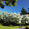 Snow in May5-bicycle-