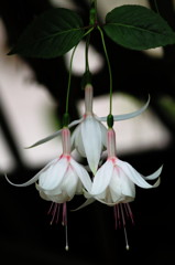 Cool Beauty