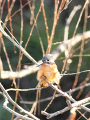 モフモフなカワセミ