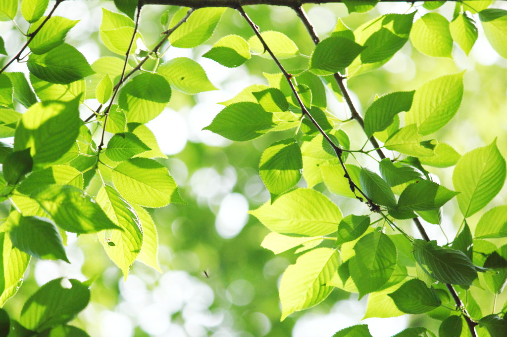 Fresh green1