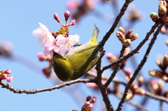 お食事中失礼します。