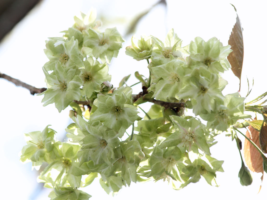 八重の桜（御衣黄）