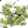 八重の桜（御衣黄）