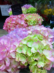 紫陽花