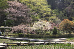 Rural landscape