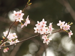 寒桜の矜持