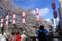 日本人は桜が好きずら＠静岡まつり
