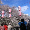 日本人は桜が好きずら＠静岡まつり