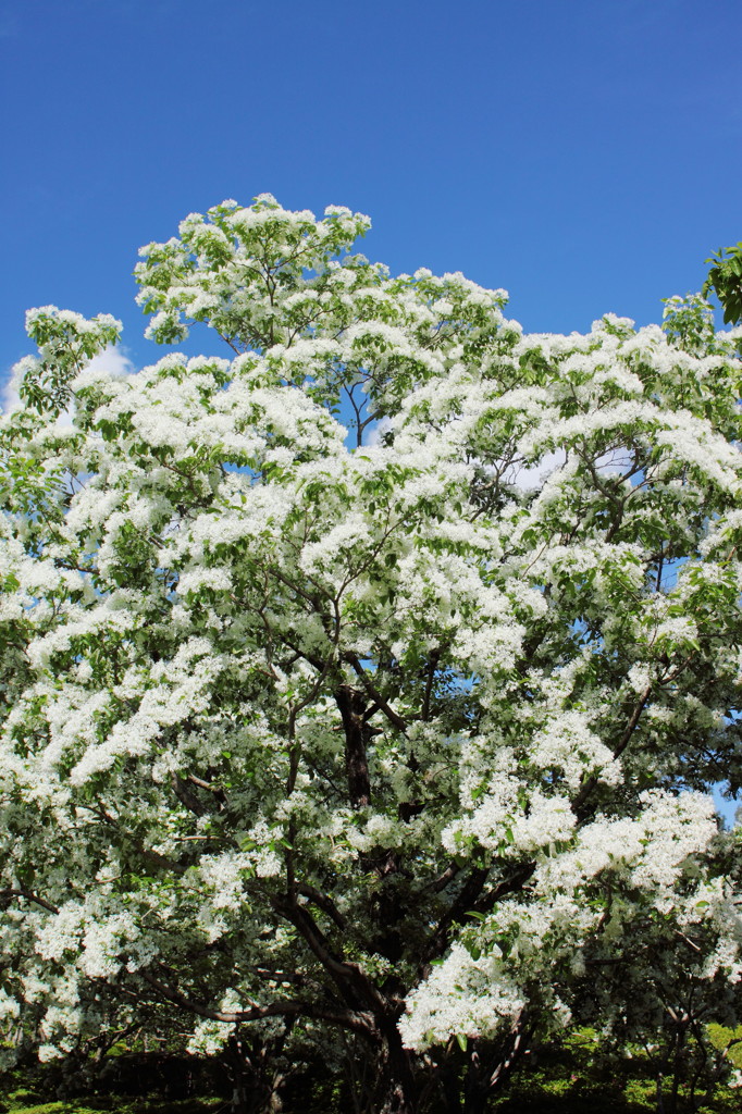 Spring Snow5