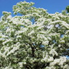 Spring Snow5