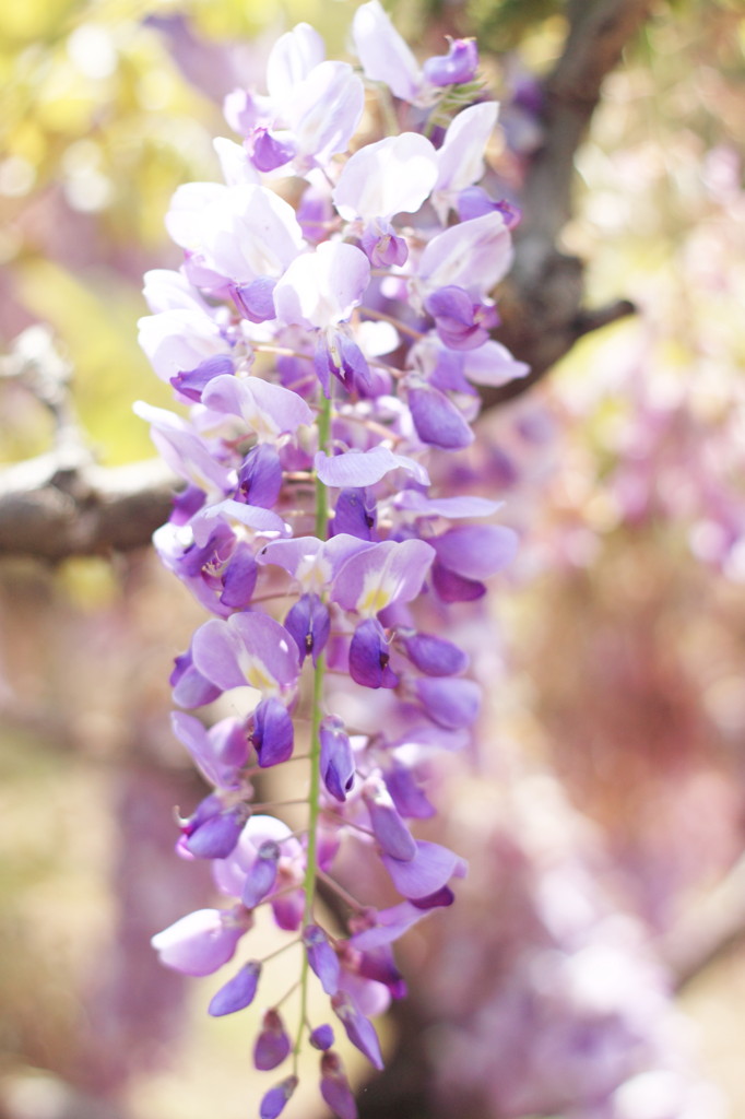Like a grape