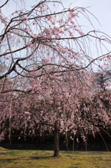 記念写真＠しだれ桜