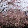 記念写真＠しだれ桜