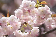 八重の桜（一葉）