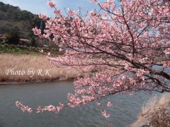 河津桜まつり（川に向かって咲く）