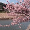 河津桜まつり（川に向かって咲く）