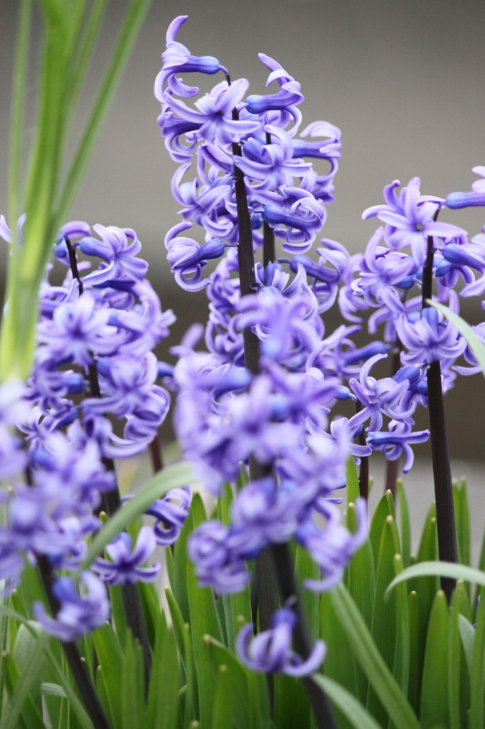 ヒヤシンス美容室