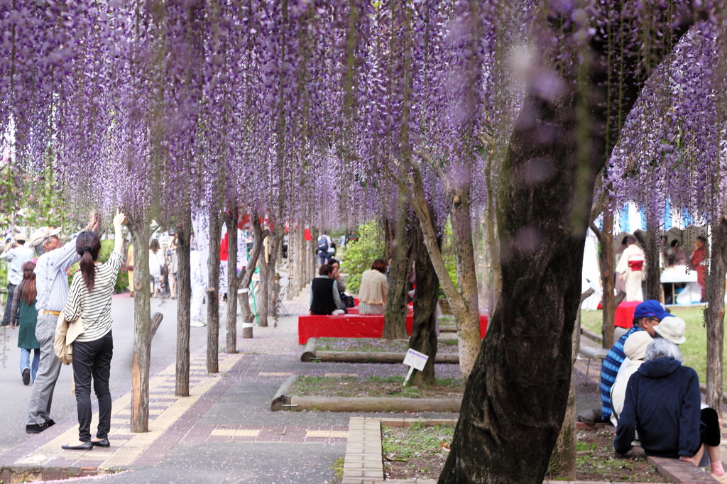 花見1