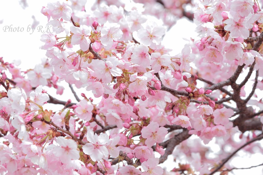 満開の河津桜