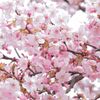 満開の河津桜