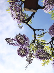 Wisteria above me