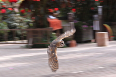 Flying owl 5
