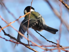 あん馬競技中・シジュウカラ