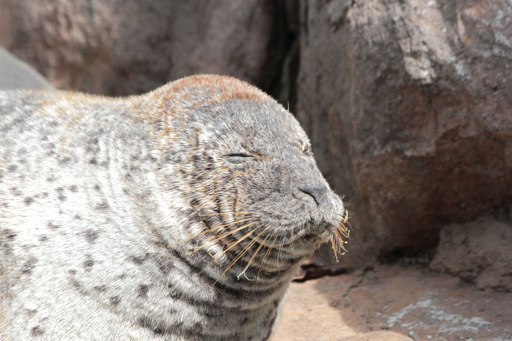 In a zoo. ゴマちゃん