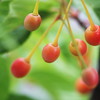 その他の花・草木