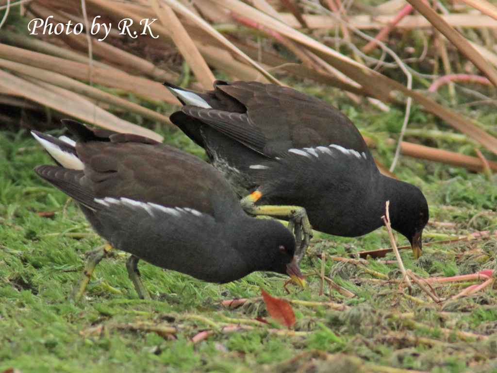 バンちゃんの日常（成鳥・食べられるときに食べときましょ）