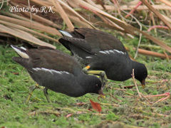 バンちゃんの日常（成鳥・食べられるときに食べときましょ）