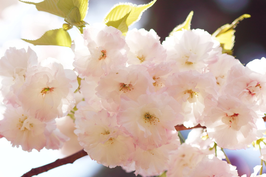 Double-flowered cherry blossoms2
