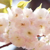 Double-flowered cherry blossoms2