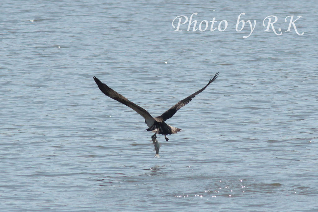 大物ゲットのようです。