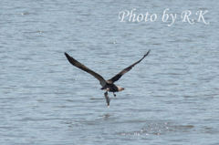 大物ゲットのようです。