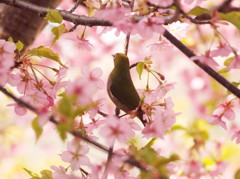 葉桜の中で