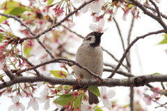 桜を味わう雀