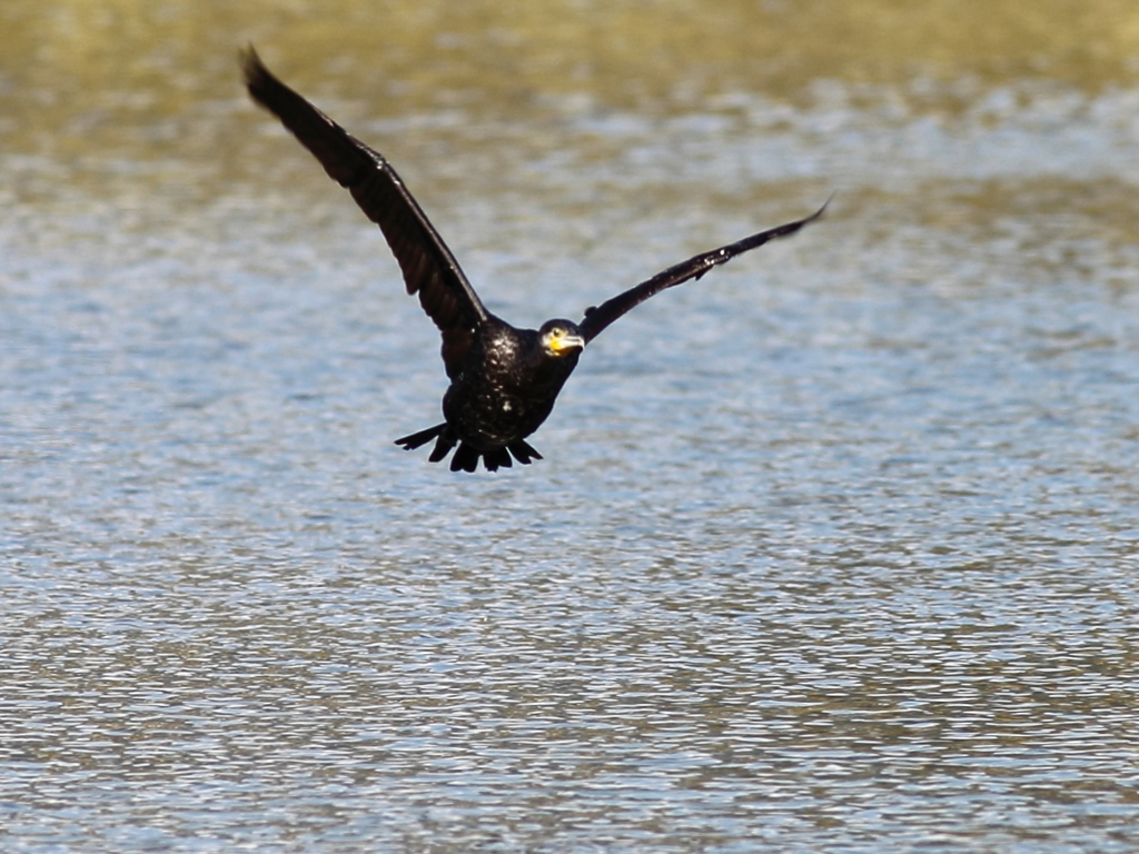 カワウ日和・水面スレスレに飛ぶ